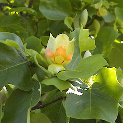 Liriodendron tulipifera.<br>Photographer: John Smith-Dodsworth, Licence: <a target='_blank' href='https://creativecommons.org/licenses/by-nc/4.0'>CC BY-NC</a>. <a class='member-message' href='/nzpcn/why-join-nzpcn/' target='_blank'>Members can view a larger version of this image.</a>