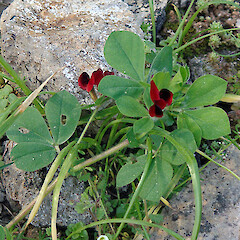 Sardinia.<br>Photographer: Peter J de Lange, Date taken: 22/03/2013, Licence: <a target='_blank' href='https://creativecommons.org/licenses/by-nc/4.0'>CC BY-NC</a>. <a class='member-message' href='/nzpcn/why-join-nzpcn/' target='_blank'>Members can view a larger version of this image.</a>