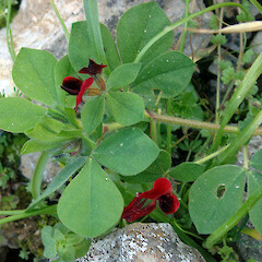 Sardinia.<br>Photographer: Peter J de Lange, Date taken: 22/03/2013, Licence: <a target='_blank' href='https://creativecommons.org/licenses/by-nc/4.0'>CC BY-NC</a>. <a class='member-message' href='/nzpcn/why-join-nzpcn/' target='_blank'>Members can view a larger version of this image.</a>