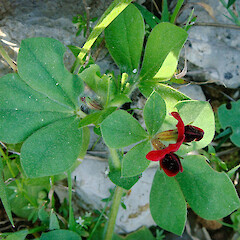 Sardinia.<br>Photographer: Peter J de Lange, Date taken: 22/03/2013, Licence: <a target='_blank' href='https://creativecommons.org/licenses/by-nc/4.0'>CC BY-NC</a>. <a class='member-message' href='/nzpcn/why-join-nzpcn/' target='_blank'>Members can view a larger version of this image.</a>