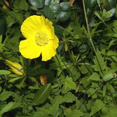 Meconopsis cambrica.<br>Photographer: John Smith-Dodsworth, Licence: <a target='_blank' href='https://creativecommons.org/licenses/by-nc/4.0'>CC BY-NC</a>. <a class='member-message' href='/nzpcn/why-join-nzpcn/' target='_blank'>Members can view a larger version of this image.</a>
