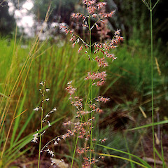Magnetic Island, Queenland. Jan 1996.<br>Photographer: Colin C. Ogle, Licence: <a target='_blank' href='https://creativecommons.org/licenses/by-nc/4.0'>CC BY-NC</a>. <a class='member-message' href='/nzpcn/why-join-nzpcn/' target='_blank'>Members can view a larger version of this image.</a>