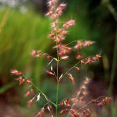 Magnetic Island, Queenland. Jan 1996.<br>Photographer: Colin C. Ogle, Licence: <a target='_blank' href='https://creativecommons.org/licenses/by-nc/4.0'>CC BY-NC</a>. <a class='member-message' href='/nzpcn/why-join-nzpcn/' target='_blank'>Members can view a larger version of this image.</a>