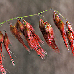 Young spikelets, Queensland, Australia.<br>Photographer: Colin C. Ogle, Date taken: 04/04/2010, Licence: <a target='_blank' href='https://creativecommons.org/licenses/by-nc/4.0'>CC BY-NC</a>. <a class='member-message' href='/nzpcn/why-join-nzpcn/' target='_blank'>Members can view a larger version of this image.</a>