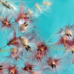 Mature spikelets, Queensland, Australia.<br>Photographer: Colin C. Ogle, Date taken: 04/04/2010, Licence: <a target='_blank' href='https://creativecommons.org/licenses/by-nc/4.0'>CC BY-NC</a>. <a class='member-message' href='/nzpcn/why-join-nzpcn/' target='_blank'>Members can view a larger version of this image.</a>