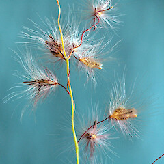 Old (falling) spikelets, Queensland, Australia.<br>Photographer: Colin C. Ogle, Date taken: 04/04/2010, Licence: <a target='_blank' href='https://creativecommons.org/licenses/by-nc/4.0'>CC BY-NC</a>. <a class='member-message' href='/nzpcn/why-join-nzpcn/' target='_blank'>Members can view a larger version of this image.</a>