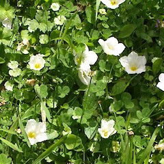 Nierembergia repens
