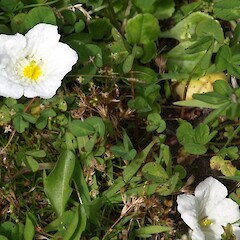 Flowering in lawn; Bastia Hill, Whanganui.<br>Photographer: Ian Bell, Date taken: 05/02/2014, Licence: <a target='_blank' href='https://creativecommons.org/licenses/by-nc/4.0'>CC BY-NC</a>. <a class='member-message' href='/nzpcn/why-join-nzpcn/' target='_blank'>Members can view a larger version of this image.</a>