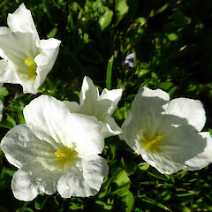 Locally common in lawn, Mount View Road, Bastia Hill, Whanganui.<br>Photographer: Colin C. Ogle, Date taken: 05/12/2016, Licence: <a target='_blank' href='https://creativecommons.org/licenses/by-nc/4.0'>CC BY-NC</a>. <a class='member-message' href='/nzpcn/why-join-nzpcn/' target='_blank'>Members can view a larger version of this image.</a>