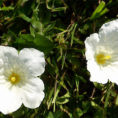Locally common in lawn, Mount View Road, Bastia Hill, Whanganui.<br>Photographer: Colin C. Ogle, Date taken: 05/12/2016, Licence: <a target='_blank' href='https://creativecommons.org/licenses/by-nc/4.0'>CC BY-NC</a>. <a class='member-message' href='/nzpcn/why-join-nzpcn/' target='_blank'>Members can view a larger version of this image.</a>