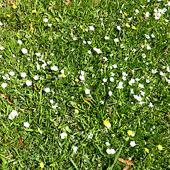Naturalised in lawn (white flowers); 115 Mount View Road, Whanganui.<br>Photographer: Colin C. Ogle, Date taken: 05/01/2019, Licence: <a target='_blank' href='https://creativecommons.org/licenses/by-nc/4.0'>CC BY-NC</a>. <a class='member-message' href='/nzpcn/why-join-nzpcn/' target='_blank'>Members can view a larger version of this image.</a>