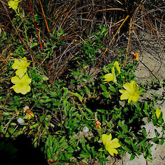 Oenothera drummondii - Te Arai.<br>Photographer: Mike Wilcox, Date taken: 16/02/2008, Licence: All rights reserved. <a class='member-message' href='/nzpcn/why-join-nzpcn/' target='_blank'>Members can view a larger version of this image.</a>