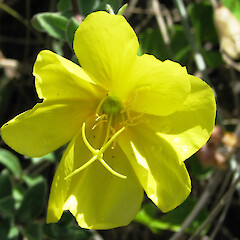 Oenothera drummondii - Te Arai.<br>Photographer: Mike Wilcox, Date taken: 16/02/2008, Licence: All rights reserved. <a class='member-message' href='/nzpcn/why-join-nzpcn/' target='_blank'>Members can view a larger version of this image.</a>