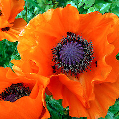 Papaver setiferum