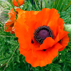 In cultivation, Taihape. Dec 2012.<br>Photographer: Colin C. Ogle, Licence: <a target='_blank' href='https://creativecommons.org/licenses/by-nc/4.0'>CC BY-NC</a>. <a class='member-message' href='/nzpcn/why-join-nzpcn/' target='_blank'>Members can view a larger version of this image.</a>