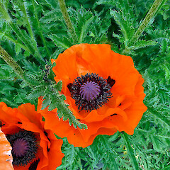In cultivation, Taihape. Dec 2012.<br>Photographer: Colin C. Ogle, Licence: <a target='_blank' href='https://creativecommons.org/licenses/by-nc/4.0'>CC BY-NC</a>. <a class='member-message' href='/nzpcn/why-join-nzpcn/' target='_blank'>Members can view a larger version of this image.</a>