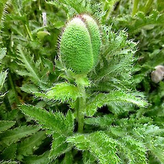 Flower bud. In cultivation, Taihape. Dec 2012.<br>Photographer: Colin C. Ogle, Licence: <a target='_blank' href='https://creativecommons.org/licenses/by-nc/4.0'>CC BY-NC</a>. <a class='member-message' href='/nzpcn/why-join-nzpcn/' target='_blank'>Members can view a larger version of this image.</a>