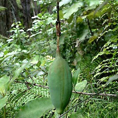 Passiflora antioquiensis.<br>Photographer: John Smith-Dodsworth, Licence: <a target='_blank' href='https://creativecommons.org/licenses/by-nc/4.0'>CC BY-NC</a>. <a class='member-message' href='/nzpcn/why-join-nzpcn/' target='_blank'>Members can view a larger version of this image.</a>