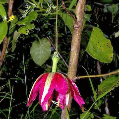 Passiflora antioquiensis.<br>Photographer: John Smith-Dodsworth, Licence: <a target='_blank' href='https://creativecommons.org/licenses/by-nc/4.0'>CC BY-NC</a>. <a class='member-message' href='/nzpcn/why-join-nzpcn/' target='_blank'>Members can view a larger version of this image.</a>