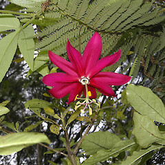 Passiflora antioquiensis.<br>Photographer: John Smith-Dodsworth, Licence: <a target='_blank' href='https://creativecommons.org/licenses/by-nc/4.0'>CC BY-NC</a>. <a class='member-message' href='/nzpcn/why-join-nzpcn/' target='_blank'>Members can view a larger version of this image.</a>