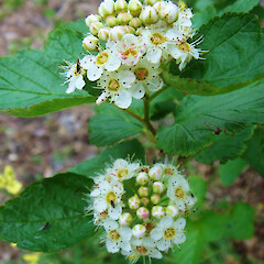 Physocarpus opulifolius