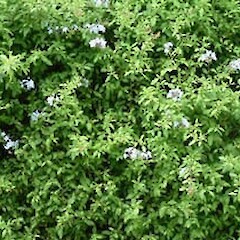 Plumbago auriculata