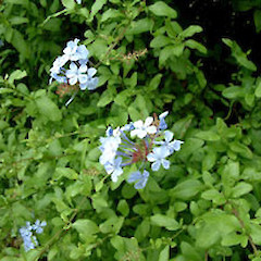 In cult. Jan.<br>Photographer: John Smith-Dodsworth, Licence: <a target='_blank' href='https://creativecommons.org/licenses/by-nc/4.0'>CC BY-NC</a>.