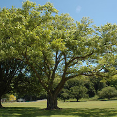 Planted tree; Peat Park, Whanganui.<br>Photographer: Colin C. Ogle, Date taken: 12/11/2007, Licence: <a target='_blank' href='https://creativecommons.org/licenses/by-nc/4.0'>CC BY-NC</a>.
