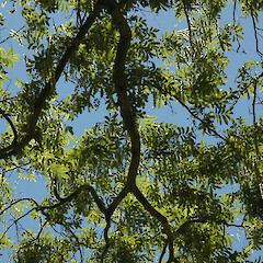 Planted tree with catkins of green fruits; Peat Park, Whanganui.<br>Photographer: Colin C. Ogle, Date taken: 12/11/2007, Licence: <a target='_blank' href='https://creativecommons.org/licenses/by-nc/4.0'>CC BY-NC</a>. <a class='member-message' href='/nzpcn/why-join-nzpcn/' target='_blank'>Members can view a larger version of this image.</a>
