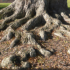 Planted tree; Peat Park, Whanganui.<br>Photographer: Colin C. Ogle, Date taken: 12/06/2016, Licence: <a target='_blank' href='https://creativecommons.org/licenses/by-nc/4.0'>CC BY-NC</a>. <a class='member-message' href='/nzpcn/why-join-nzpcn/' target='_blank'>Members can view a larger version of this image.</a>