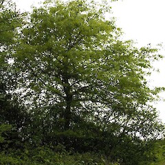 Kopuatai swamp, Hauraki, (planted).<br>Photographer: John Smith-Dodsworth, Licence: <a target='_blank' href='https://creativecommons.org/licenses/by-nc/4.0'>CC BY-NC</a>. <a class='member-message' href='/nzpcn/why-join-nzpcn/' target='_blank'>Members can view a larger version of this image.</a>