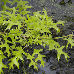Kopuatai swamp, Hauraki, (planted).<br>Photographer: John Smith-Dodsworth, Licence: <a target='_blank' href='https://creativecommons.org/licenses/by-nc/4.0'>CC BY-NC</a>. <a class='member-message' href='/nzpcn/why-join-nzpcn/' target='_blank'>Members can view a larger version of this image.</a>