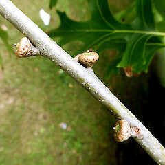 Young acorns on planted tree, Kowhai Park, Whanganui.<br>Photographer: Colin C. Ogle, Date taken: 06/02/2015, Licence: <a target='_blank' href='https://creativecommons.org/licenses/by-nc/4.0'>CC BY-NC</a>. <a class='member-message' href='/nzpcn/why-join-nzpcn/' target='_blank'>Members can view a larger version of this image.</a>