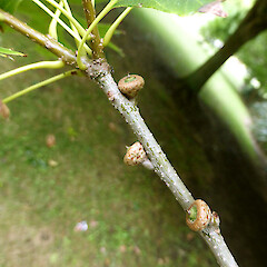 Petioles and young acorns on planted tree, Kowhai Park, Whanganui.<br>Photographer: Colin C. Ogle, Date taken: 06/02/2015, Licence: <a target='_blank' href='https://creativecommons.org/licenses/by-nc/4.0'>CC BY-NC</a>. <a class='member-message' href='/nzpcn/why-join-nzpcn/' target='_blank'>Members can view a larger version of this image.</a>