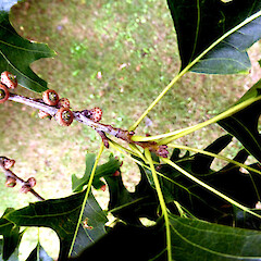 Leafy shoot with young acorns on planted tree, Kowhai Park, Whanganui.<br>Photographer: Colin C. Ogle, Date taken: 06/02/2015, Licence: <a target='_blank' href='https://creativecommons.org/licenses/by-nc/4.0'>CC BY-NC</a>. <a class='member-message' href='/nzpcn/why-join-nzpcn/' target='_blank'>Members can view a larger version of this image.</a>