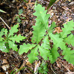 Self-established seedlings near planted tree, Kowhai Park, Whanganui.<br>Photographer: Colin C. Ogle, Date taken: 06/02/2015, Licence: <a target='_blank' href='https://creativecommons.org/licenses/by-nc/4.0'>CC BY-NC</a>. <a class='member-message' href='/nzpcn/why-join-nzpcn/' target='_blank'>Members can view a larger version of this image.</a>