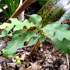Self-established seedling near planted tree, Kowhai Park, Whanganui.<br>Photographer: Colin C. Ogle, Date taken: 06/02/2015, Licence: <a target='_blank' href='https://creativecommons.org/licenses/by-nc/4.0'>CC BY-NC</a>. <a class='member-message' href='/nzpcn/why-join-nzpcn/' target='_blank'>Members can view a larger version of this image.</a>
