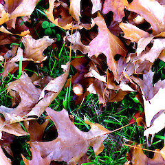 Leaves on street berm lawn under planted tree; Brassey Rd, Whanganui.<br>Photographer: Colin C. Ogle, Date taken: 14/05/2017, Licence: <a target='_blank' href='https://creativecommons.org/licenses/by-nc/4.0'>CC BY-NC</a>. <a class='member-message' href='/nzpcn/why-join-nzpcn/' target='_blank'>Members can view a larger version of this image.</a>