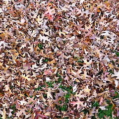 Leaves on street berm lawn under planted tree; Brassey Rd, Whanganui.<br>Photographer: Unknown, Date taken: 14/05/2017, Licence: All rights reserved. <a class='member-message' href='/nzpcn/why-join-nzpcn/' target='_blank'>Members can view a larger version of this image.</a>