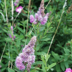 Spiraea ×billardii