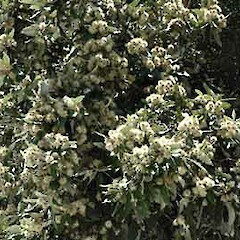 Syncarpia glomulifera