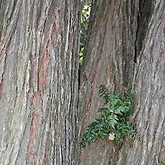 Bark. Whanganui. Nov 2007.<br>Photographer: Colin C. Ogle, Licence: <a target='_blank' href='https://creativecommons.org/licenses/by-nc/4.0'>CC BY-NC</a>.