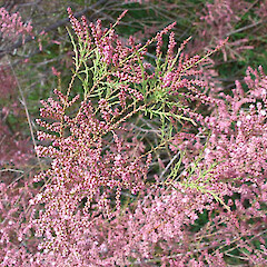 Near Omarama.<br>Photographer: Anna Paltridge, Licence: All rights reserved. <a class='member-message' href='/nzpcn/why-join-nzpcn/' target='_blank'>Members can view a larger version of this image.</a>