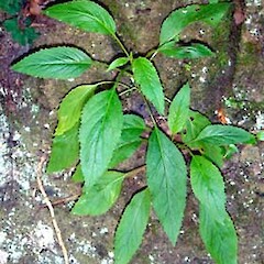 Trachelium caeruleum