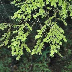 Tsuga heterophylla