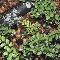 Seedling in Fuscospora cliffortioides (mountain beech) forest, Castle Hill, Canterbury.<br>Photographer: Colin C. Ogle, Date taken: 09/05/2010, Licence: <a target='_blank' href='https://creativecommons.org/licenses/by-nc/4.0'>CC BY-NC</a>.