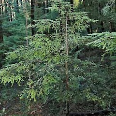 Sapling in Fuscospora cliffortioides (mountain beech) forest, Castle Hill, Canterbury.<br>Photographer: Colin C. Ogle, Date taken: 09/05/2010, Licence: <a target='_blank' href='https://creativecommons.org/licenses/by-nc/4.0'>CC BY-NC</a>.