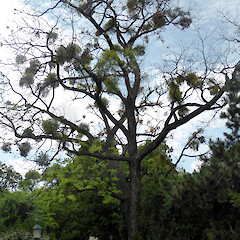 On Juglans nigra, Stadtpark, Vienna.<br>Photographer: Colin C. Ogle, Date taken: 09/07/2015, Licence: <a target='_blank' href='https://creativecommons.org/licenses/by-nc/4.0'>CC BY-NC</a>. <a class='member-message' href='/nzpcn/why-join-nzpcn/' target='_blank'>Members can view a larger version of this image.</a>