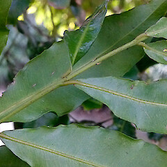 Whanganui. Apr 2013.<br>Photographer: Colin C. Ogle, Licence: <a target='_blank' href='https://creativecommons.org/licenses/by-nc/4.0'>CC BY-NC</a>. <a class='member-message' href='/nzpcn/why-join-nzpcn/' target='_blank'>Members can view a larger version of this image.</a>