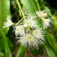 Planted tree, Virginia Lake Reserve, Whanganui.<br>Photographer: Colin C. Ogle, Date taken: 04/02/2019, Licence: <a target='_blank' href='https://creativecommons.org/licenses/by-nc/4.0'>CC BY-NC</a>. <a class='member-message' href='/nzpcn/why-join-nzpcn/' target='_blank'>Members can view a larger version of this image.</a>
